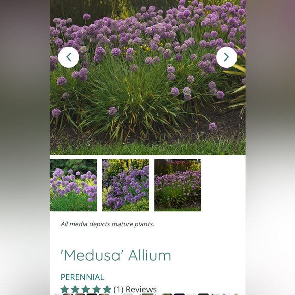 Backgammon and Scrabble Board Games Bundle - Picture 12 of 16